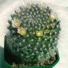 Mammillaria_kunzeana